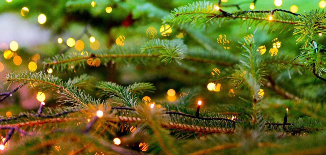 lesjardinsdepoigny-Provins-boutique-sapin