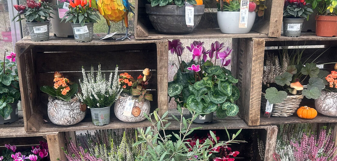 les jardins de poigny specialiste du jardin à Provins Seine-et-Marne boutique Poigny